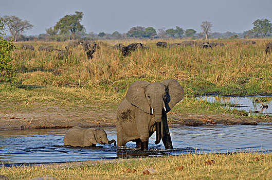 非洲象,母牛,幼兽,河,国家公园,赞比西河,区域,细条,纳米比亚,非洲