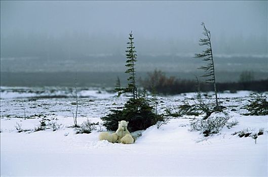 北极熊,母亲,哺乳,丘吉尔市,曼尼托巴,加拿大
