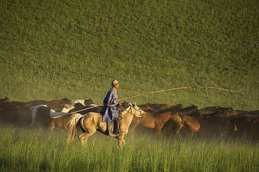 骑手,放牧,马,蒙古,中国