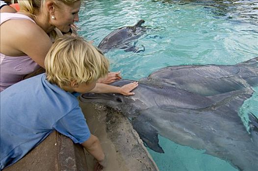 海豚,宽吻海豚,奥兰多,佛罗里达,美国,北美
