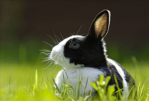 迷你兔,草地