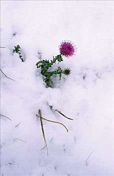 蓟属植物,雪地,区域,白云岩,意大利