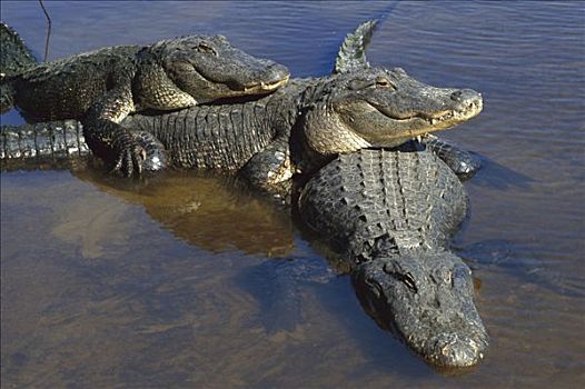 美国短吻鳄,三个,成年,放入,浅水,佛罗里达