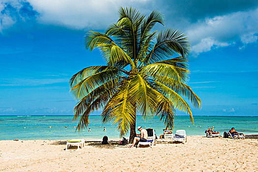 棕榈树,沙滩,多巴哥岛,特立尼达和多巴哥,加勒比