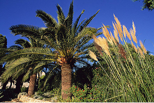 棕榈树,芦苇,法国,里维埃拉