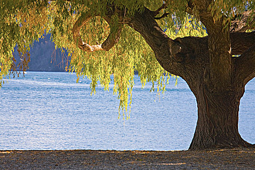大树,海滩,瓦卡蒂普湖,新西兰