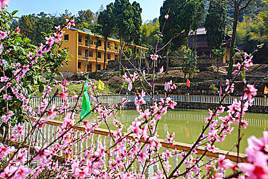 茶园,雪岭寺