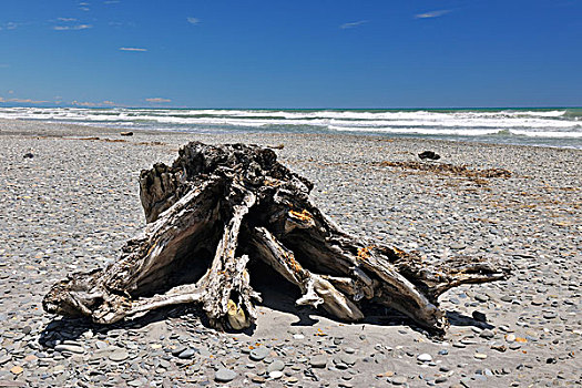 石头,海滩,浮木,根部,伯克,道路,西海岸,南岛,新西兰