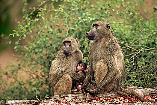 南非大狒狒,豚尾狒狒,两个,老,动物,小动物,克鲁格国家公园,南非,非洲