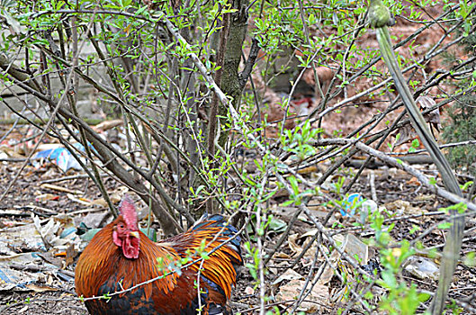 美丽红公鸡拍摄红公鸡种公鸡美丽农户喂养威宁土鸡公鸡动物家禽