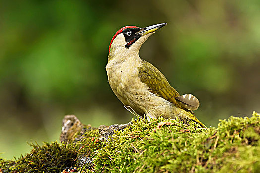 欧洲,绿色,啄木鸟,绿啄木鸟,雄性,国家公园,匈牙利