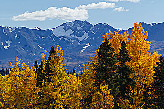 景色,山峦,彩色,白杨,柳树,树,阿拉斯加公路,海恩斯,连通,育空地区,加拿大,秋天
