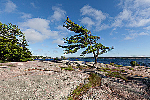 松树,边缘,乔治亚湾,安大略省,加拿大