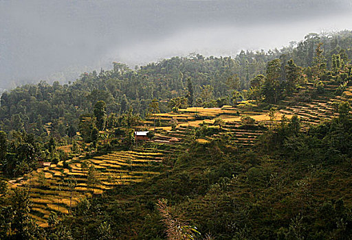 阶梯状,稻田,印度