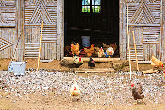 鸡,原生态,小鸡,母鸡,农村