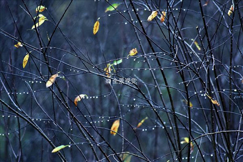 柳樹,枝條,暴風雨,明尼蘇達_高清圖片_全景視覺