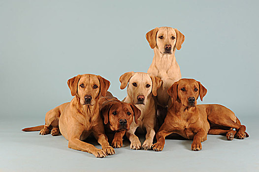 五个,拉布拉多犬,黄色,雄性,雌性,多