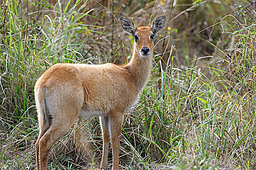 雌性,浏览,南卢安瓜国家公园,赞比亚,非洲