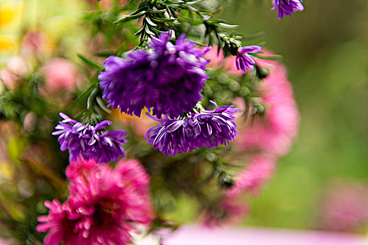 彩色,紫苑属,别墅花园
