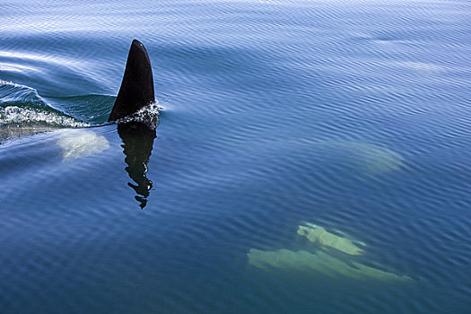 阿拉斯加,逆戟鲸,鲸,表面,运河
