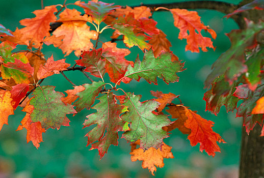 栎属,橡树,叶子,秋天,色彩