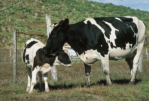 家牛,成年,幼兽,赫里福德,北美