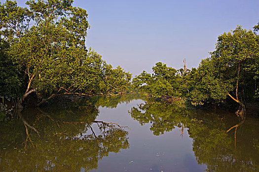 湿地,世界遗产,孙德尔本斯地区,孟加拉,亚洲
