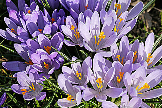 紫色,藏红花,宫苑,胡苏姆,石荷州