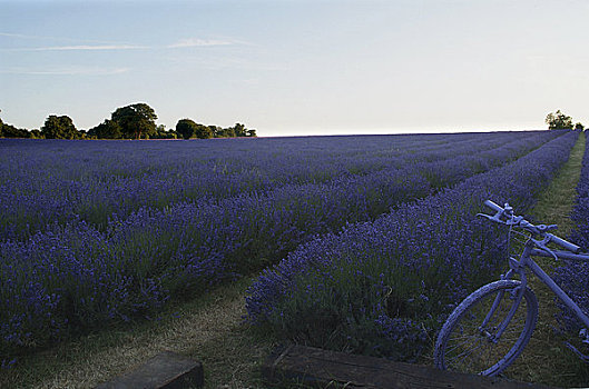 英格兰,萨里,自行车,涂绘,紫色,靠近,商业,薰衣草,地点,就绪,丰收