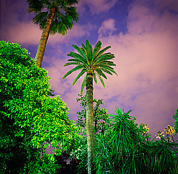 棕榈树,夜晚