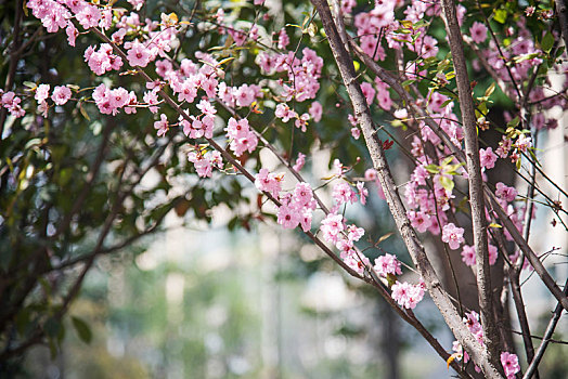 春季盛开的美人梅花朵特写
