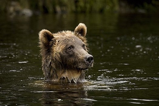 女青年,大灰熊,寻找,三文鱼,河,不列颠哥伦比亚省,加拿大