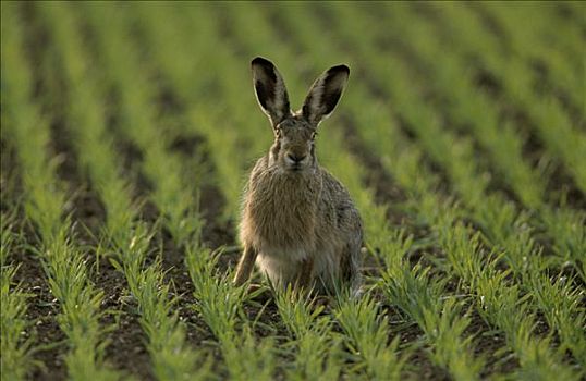 欧洲野兔,农田,欧洲
