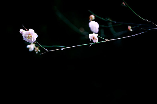 梅花特写