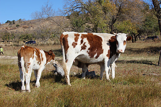 乌兰布统草原上的奶牛