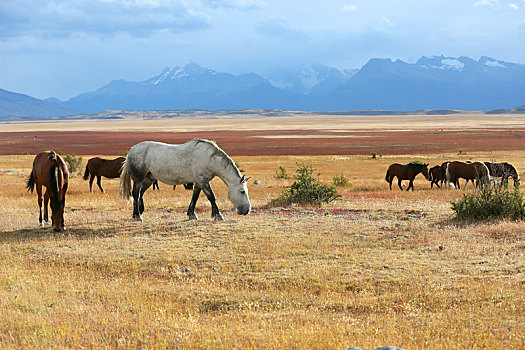 马,放牧,阿根廷,农田
