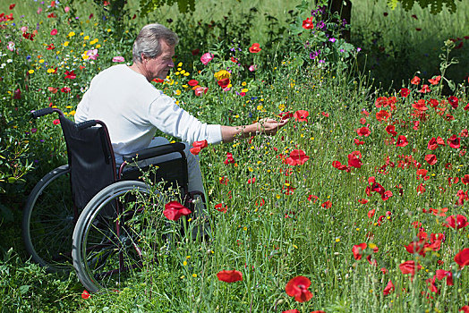 男人,坐,轮椅,手,室外,罂粟,花,下萨克森,德国,欧洲