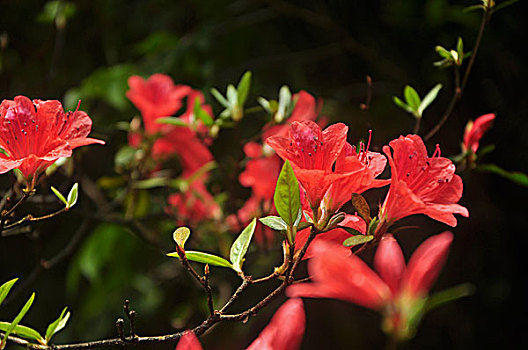 美丽的杜鹃花