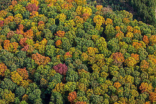 秋叶,鲜艳,秋日树林,阿恩斯贝格,树林,藻厄兰,北莱茵威斯特伐利亚,德国,欧洲