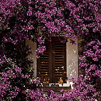 窗户,紫花