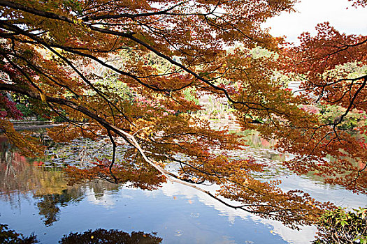 秋色,水塘,庙宇,京都,日本