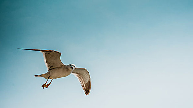翱翔的海鸥