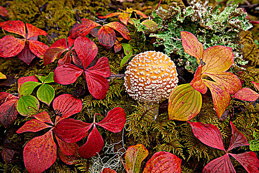 特写,矮小,山茱萸,蘑菇,林下叶层,通加斯国家森林,东南阿拉斯加,秋天