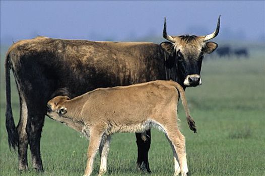 家牛,年轻,吸吮,母兽,欧洲