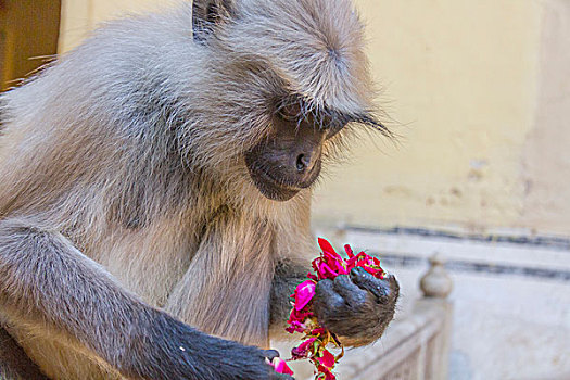 猴子,琥珀堡,斋浦尔,拉贾斯坦邦,印度