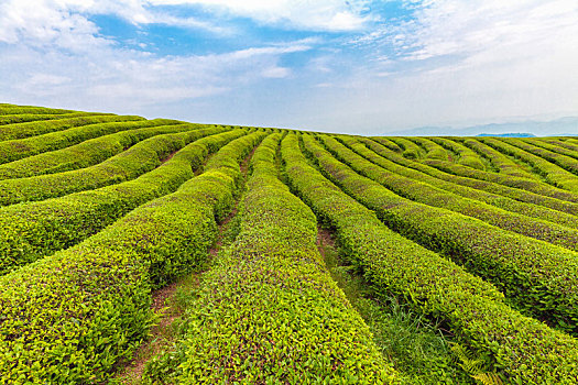 晴日里的茶场很壮观