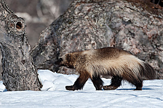 狼獾,走,堪察加半岛,俄罗斯