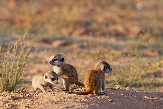 猫鼬,细尾獴属,三个,幼兽,雄性,巢穴,看,环境,卡拉哈迪大羚羊国家公园,北开普,南非,非洲