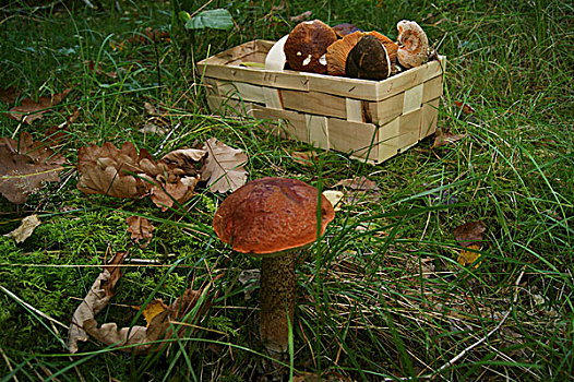 篮子,蘑菇,橙色,桦树,牛肝菌