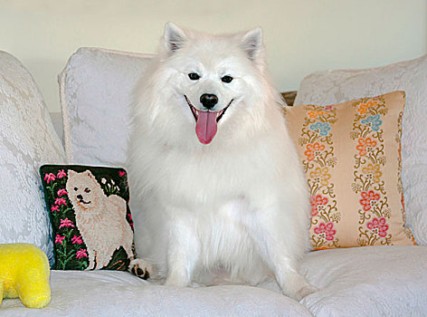 美洲,爱斯基摩,狗,白色背景,沙发,枕头